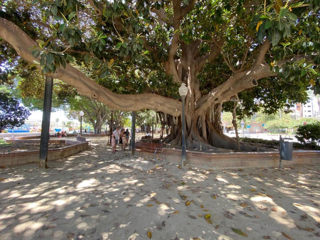 דירות אליקאנטה Tropical Loft מראה חיצוני תמונה